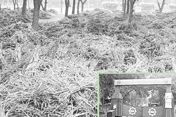 আর্থিক ক্ষতি ও ঊর্ধ্বতন কর্মকর্তাদের দুর্ব্যবহারে ক্ষুব্ধ আখ চাষি
