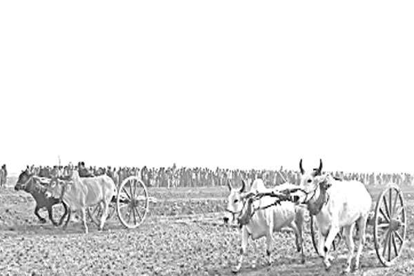 ঐতিহ্যবাহী গরুর গাড়ির দৌড় প্রতিযোগিতা