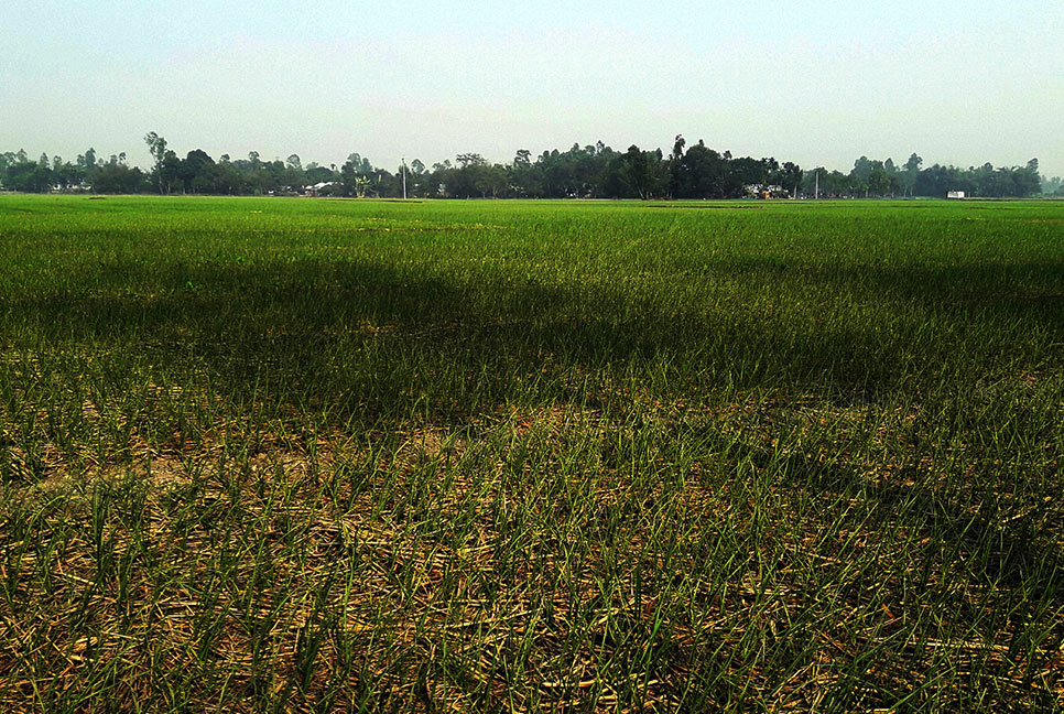 কনকনে শীতে রসুন নিয়ে শঙ্কায় কৃষক
