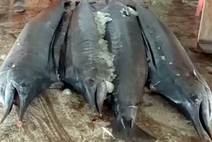 জেলের জালে ধরা পড়ল ৪টি সেইল ফিশ