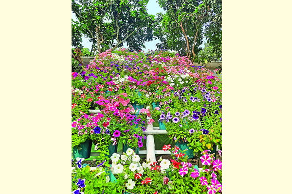 চন্দ্রমল্লিকার হরেক বাহার