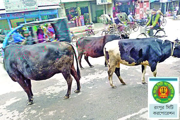 গরু চরে নগরীর সড়কে