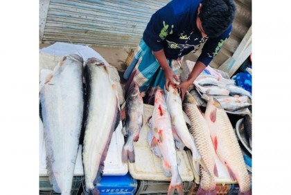 বিশ্বনাথে মাছের মেলা