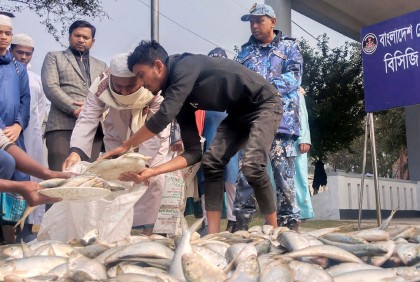 চাঁদপুরে ৬৫ মণ জাটকা জব্দ