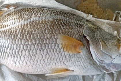 বঙ্গোপসাগরে ধরা পড়ল ২০ কেজির কোরাল