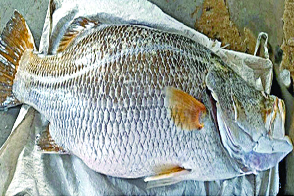 বঙ্গোপসাগরে ধরা পড়ল ২০ কেজির কোরাল