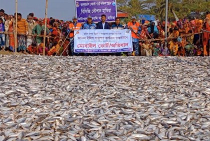 হাতিয়ায় জাটকা জব্দ  