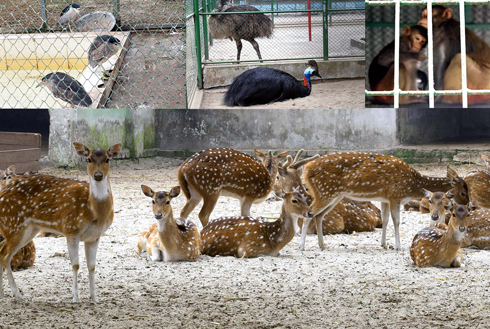 শীতে কাবু রংপুর চিড়িয়াখানার প্রাণিরা