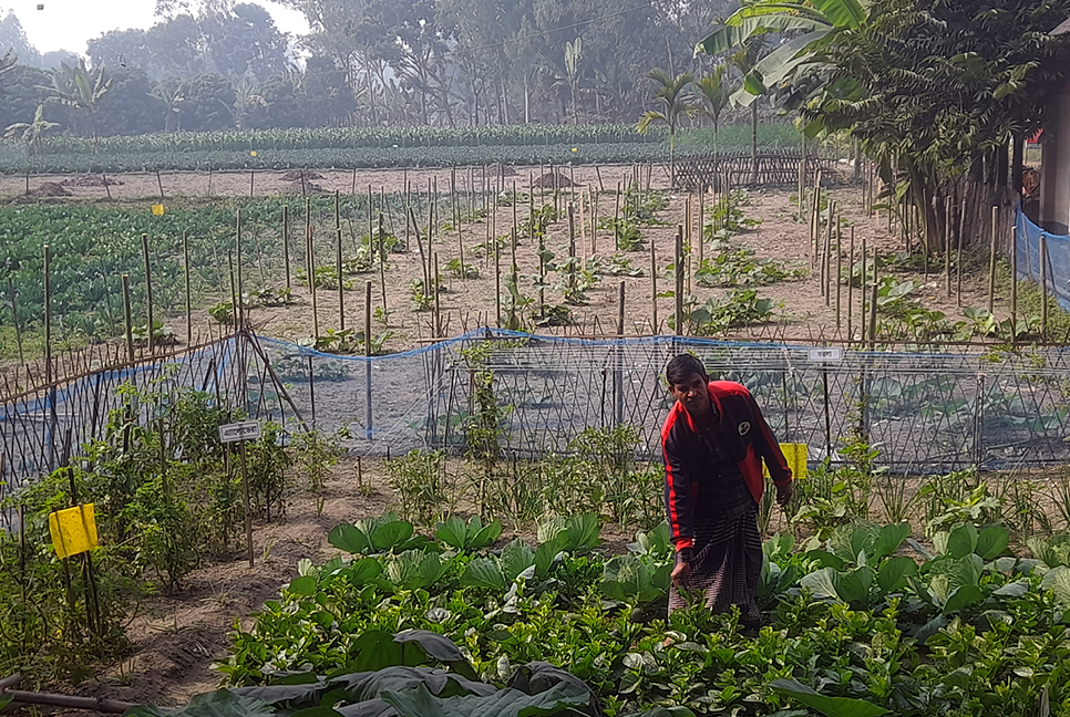 এক গ্রামেই ৭৮টি পুষ্টি মডেল সবজি বাগান