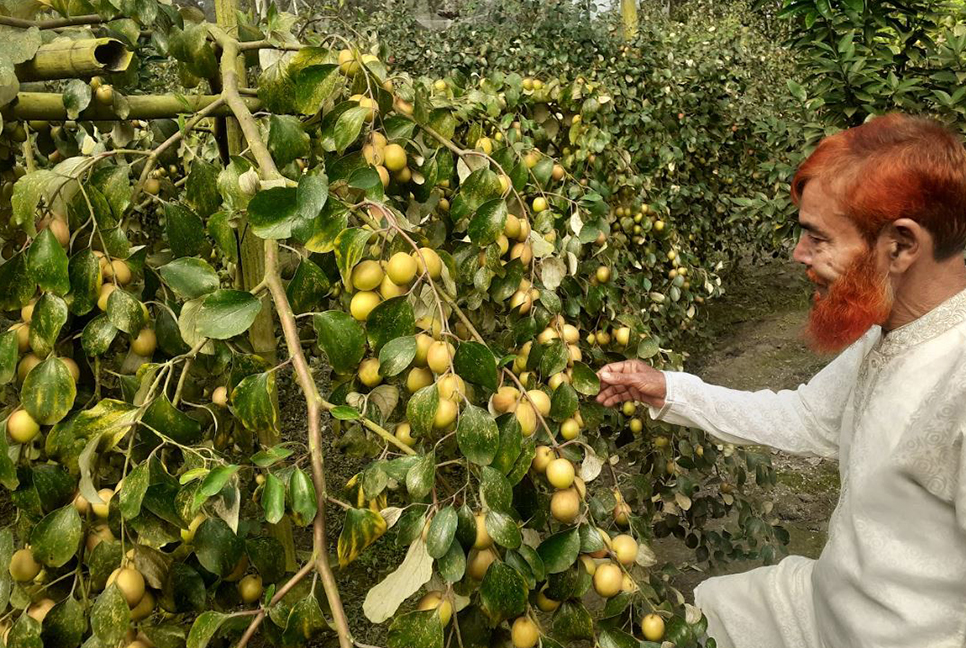 কুলের গ্রাম শিকারপুর