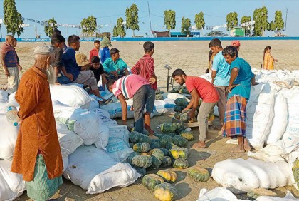 যমুনার চরে মিষ্টি কুমড়ার বাম্পার ফলন
