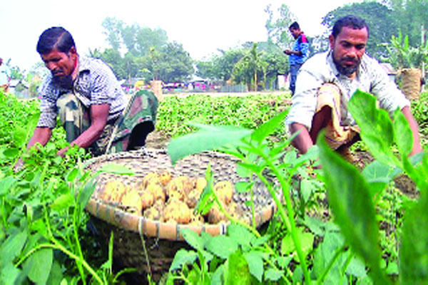 আলু তুলতে ব্যস্ত লালমনিরহাটের কৃষক