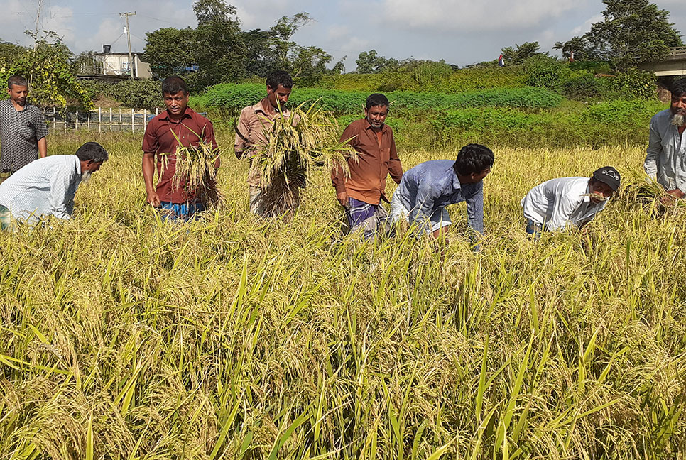 কুমিল্লা জেলায় বাড়ছে আউশের আবাদ, ফলনে খুশি কৃষকরা