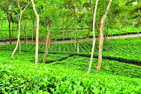 রেকর্ড উৎপাদনের পরও অসন্তোষ