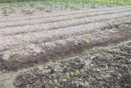 নেত্রকোনায় শৈত্যপ্রবাহে রবিশস্যের ক্ষতি