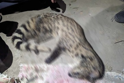 বাঁচানো গেল না প্রাণীটিকে