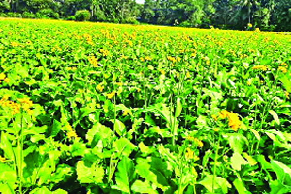 সরিষা চাষে আশার আলো