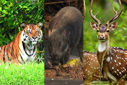 সুন্দরবনে বাঘের খাদ্য পাঁচ প্রজাতির বন্যপ্রাণীর সংখ্যা বেড়েছে