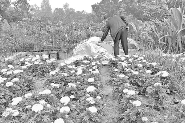নার্সারির গ্রাম কৃষ্ণপুর