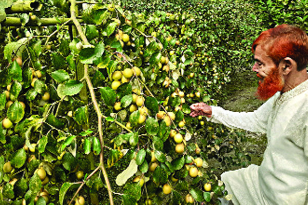 কুলের গ্রাম শিকারপুরে তিন সুন্দরীর মুগ্ধতা
