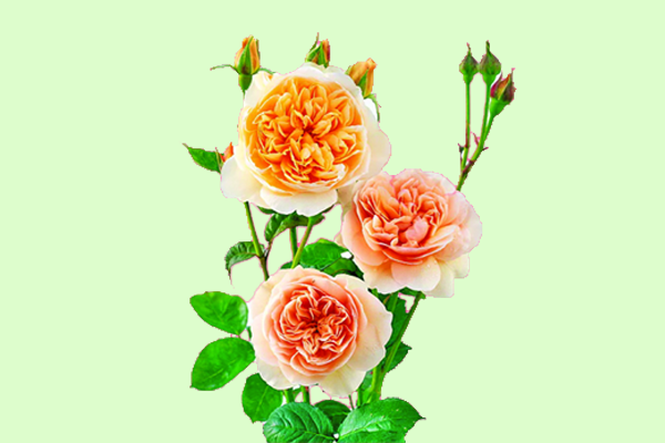 সৌন্দর্য ও দামি মোহনীয় জুলিয়েট রোজ