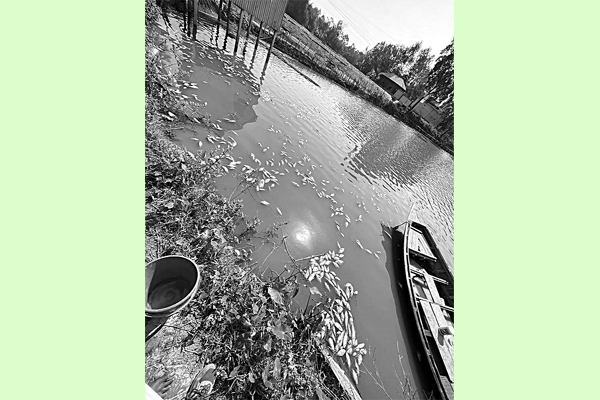 চাঁদা না পেয়ে বিষ ঢেলে পুকুরের মাছ নিধন