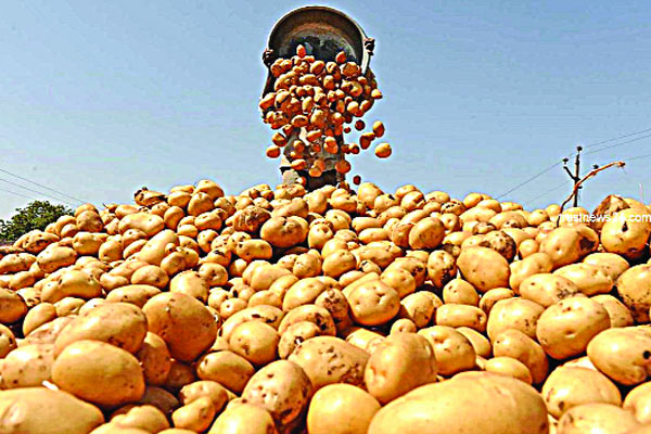 কমছে আলু রপ্তানি