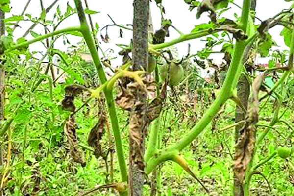 শীতে সবজি আবাদে ব্যাপক ক্ষতি