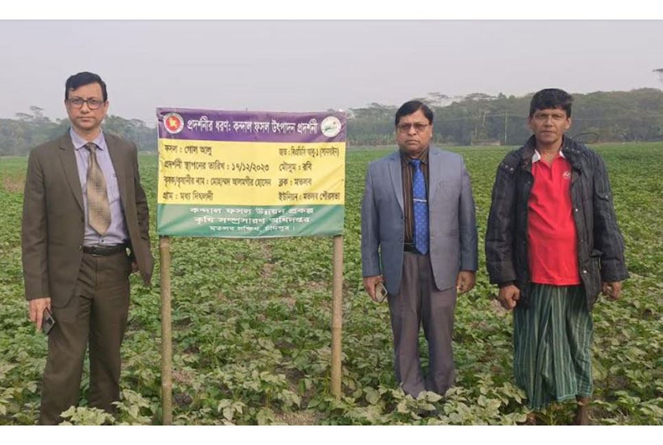 চাঁদপুরে আলুর কাঙ্খিত ফলন নিয়ে কৃষকরা শঙ্কায়