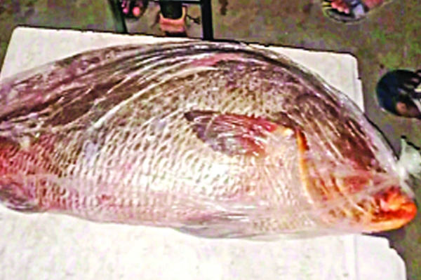 ভোল মাছের দাম ৪ লাখ টাকা