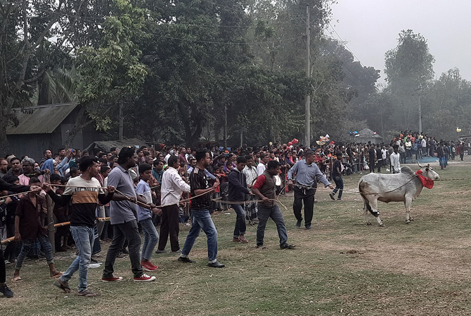 মানিকগঞ্জে গরু ও ঘোড়া দৌড় মেলা 