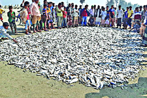এক জালে ৮ লাখ টাকার মাছ