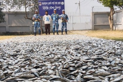 চাঁদপুরে বিশেষ অভিযানে জাটকা জব্দ
