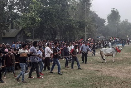 মানিকগঞ্জে গরু ও ঘোড়া দৌড় মেলা 