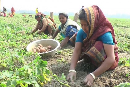 
আলু চাষীদের জিম্মি করে খাজনার নামে চাঁদাবাজির অভিযোগ 