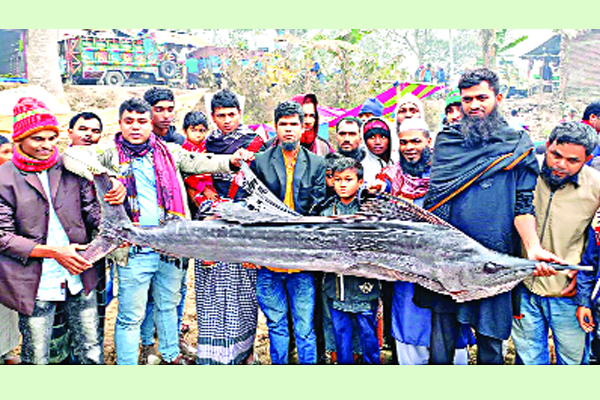 ৪০ কেজি ওজনের পাখি মাছ