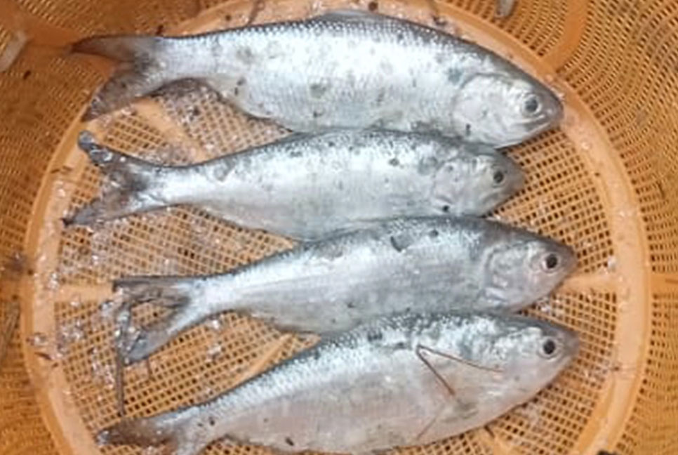 বরিশালে পুকুরে ধরা পড়লো ৪ ইলিশ