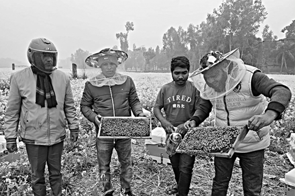 বগুড়ায় বাণিজ্যিক মধু উৎপাদন
