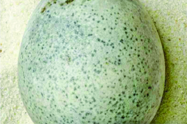 কুসুমসহ অক্ষত ১৭০০ বছরের পুরনো ডিম