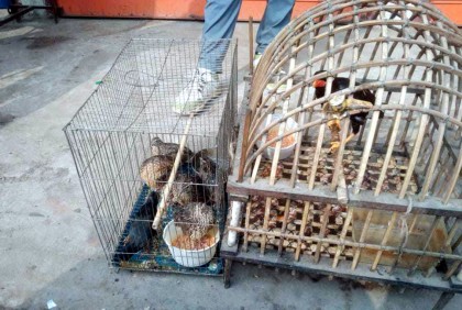 হবিগঞ্জে পাখি উদ্ধার 