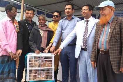 গাইবান্ধায় ২৫০ ক্ষুদ্র নৃ-গোষ্ঠী পরিবারের মাঝে মুরগি বিতরণ