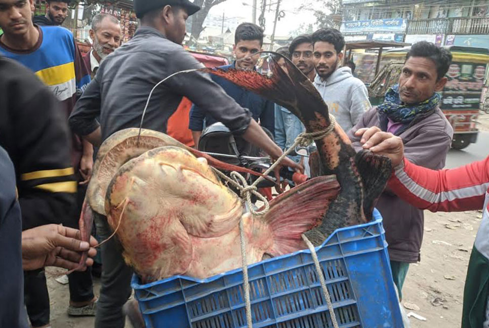 দুধকুমারে ধরা পড়ল ৩২ কেজির বাঘাইর