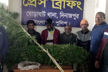 ঘোড়াঘাটে গাঁজা চাষিসহ ৪ জন গ্রেফতার