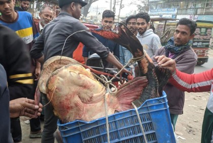 দুধকুমারে ধরা পড়ল ৩২ কেজির বাঘাইর