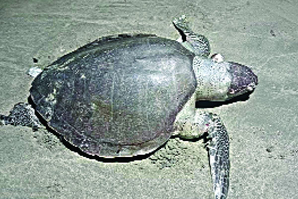 সৈকতে ভেসে এলো তিনটি মৃত কচ্ছপ