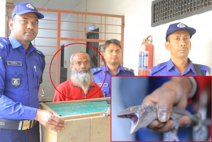 বগুড়ায় তক্ষক উদ্ধার, গ্রেফতার ১