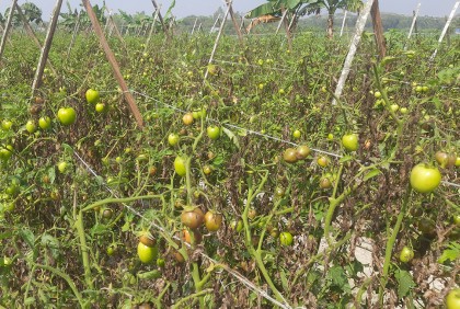ভোলায় রোগের আক্রমণে দিশেহারা টমেটো চাষিরা