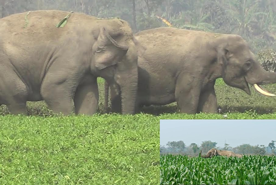 পঞ্চগড়ে সেই বন্য হাতির আক্রমণে একজনের মৃত্যু