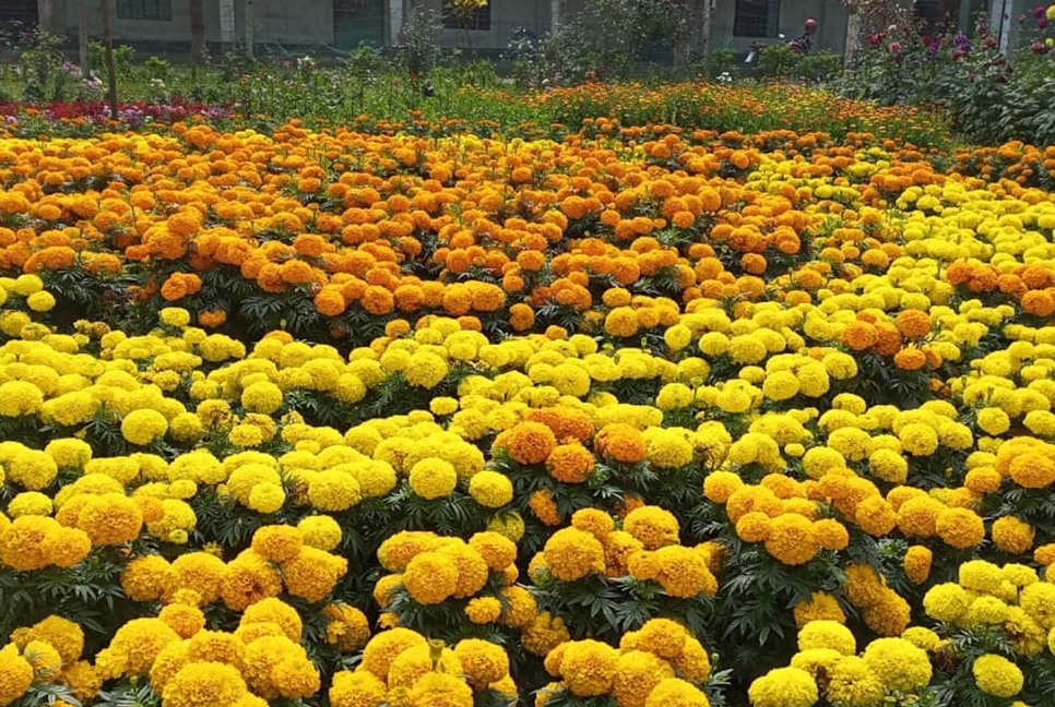 নানা রঙের ফুলে সেজেছে শাহ জাফর টেকনিক্যাল কলেজ