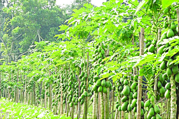 বিদেশি ফল ও সবজি চাষে ভাগ্যবদল সুমনের
